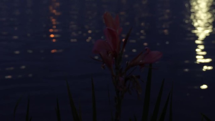 水面花朵