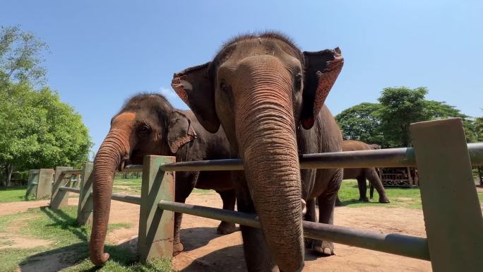 121泰国清迈 第一视角喂大象