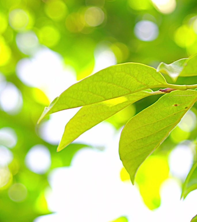 夏日树叶，树枝，小清新大光圈泡泡焦虚化
