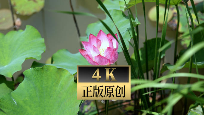 荷花 4K荷花素材