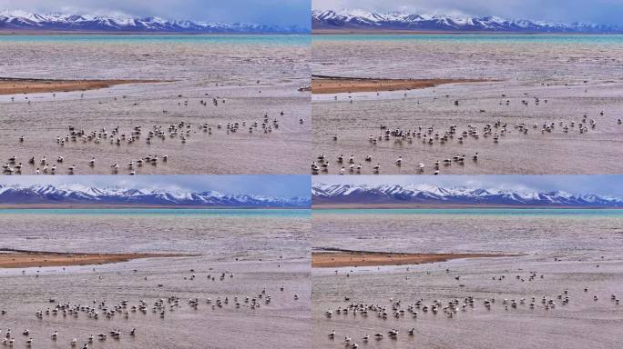 中国西藏拉萨纳木错海鸥飞鸟生态环境