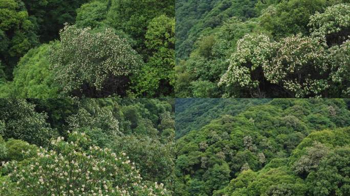 航拍森林树木开花大自然蜜源生态环境风景