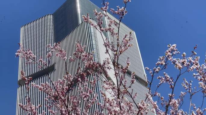 仰视双子塔高楼建筑风吹樱花树变焦