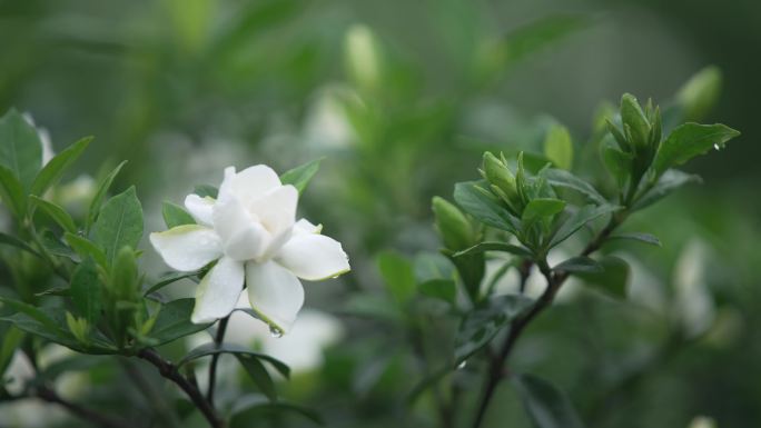 栀子花采花  茶园栀子花特写