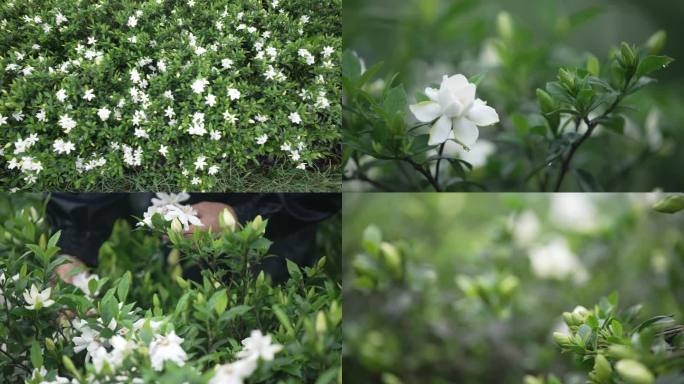栀子花采花  茶园栀子花特写