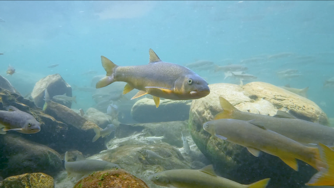 雅鱼丙穴鱼冷水鱼雅安美食
