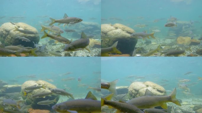 雅鱼丙穴鱼冷水鱼雅安美食