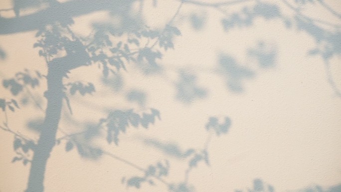 树墙影子树影投影