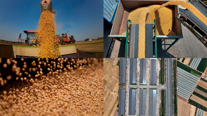 大豆收割大豆特写大豆机械化大豆丰收