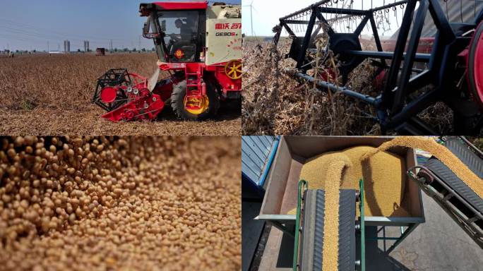 大豆收割大豆特写大豆机械化大豆丰收