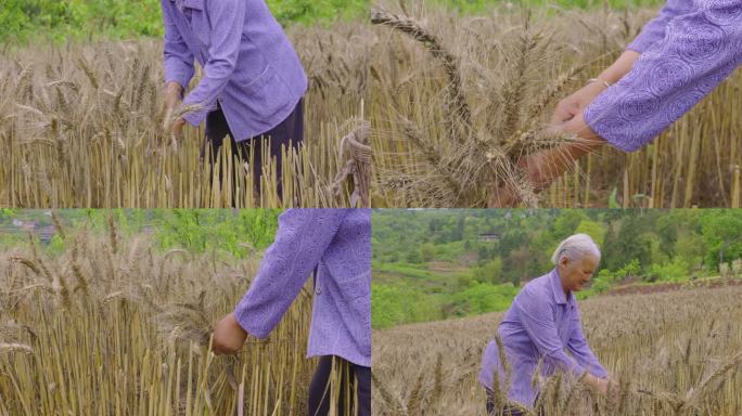 老人割麦子 丰收 割麦子 务农劳作