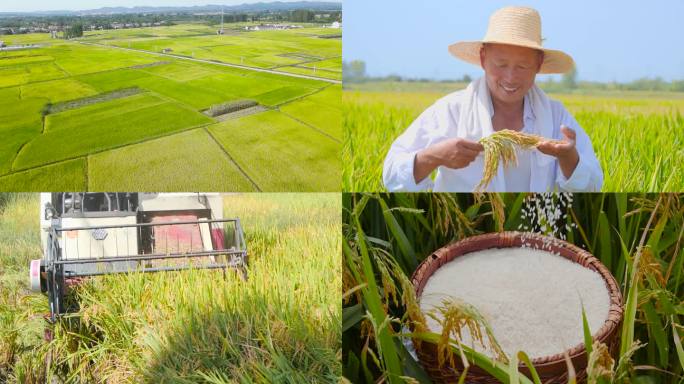 稻田稻谷 大米 粮食 收获
