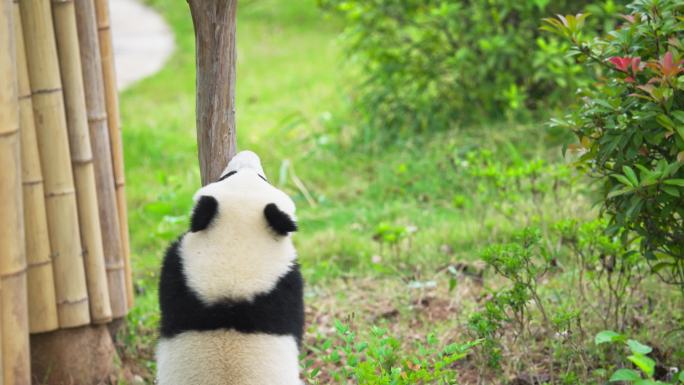 一只独自爬树玩耍的可爱国宝大熊猫幼崽