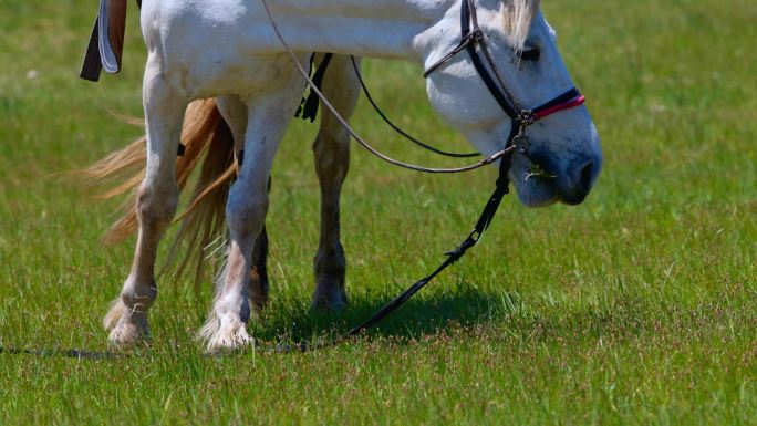 草原上吃草的白马