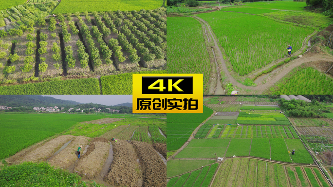 种植 种地 种田 种菜 农业 乡村农民