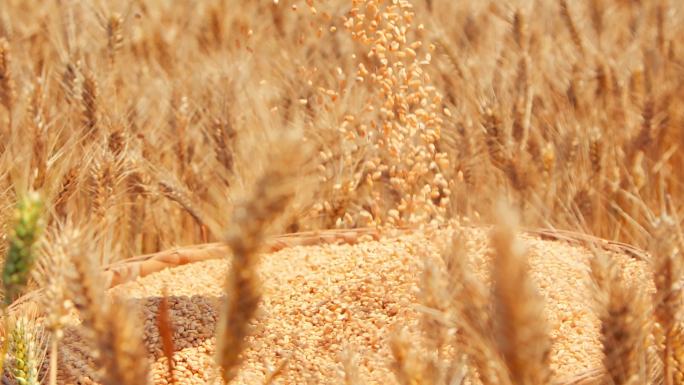 小麦麦田 麦子成熟