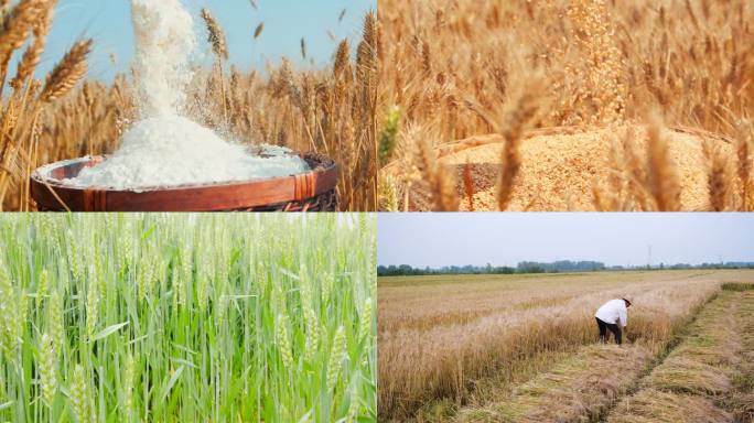 小麦麦田 麦子成熟