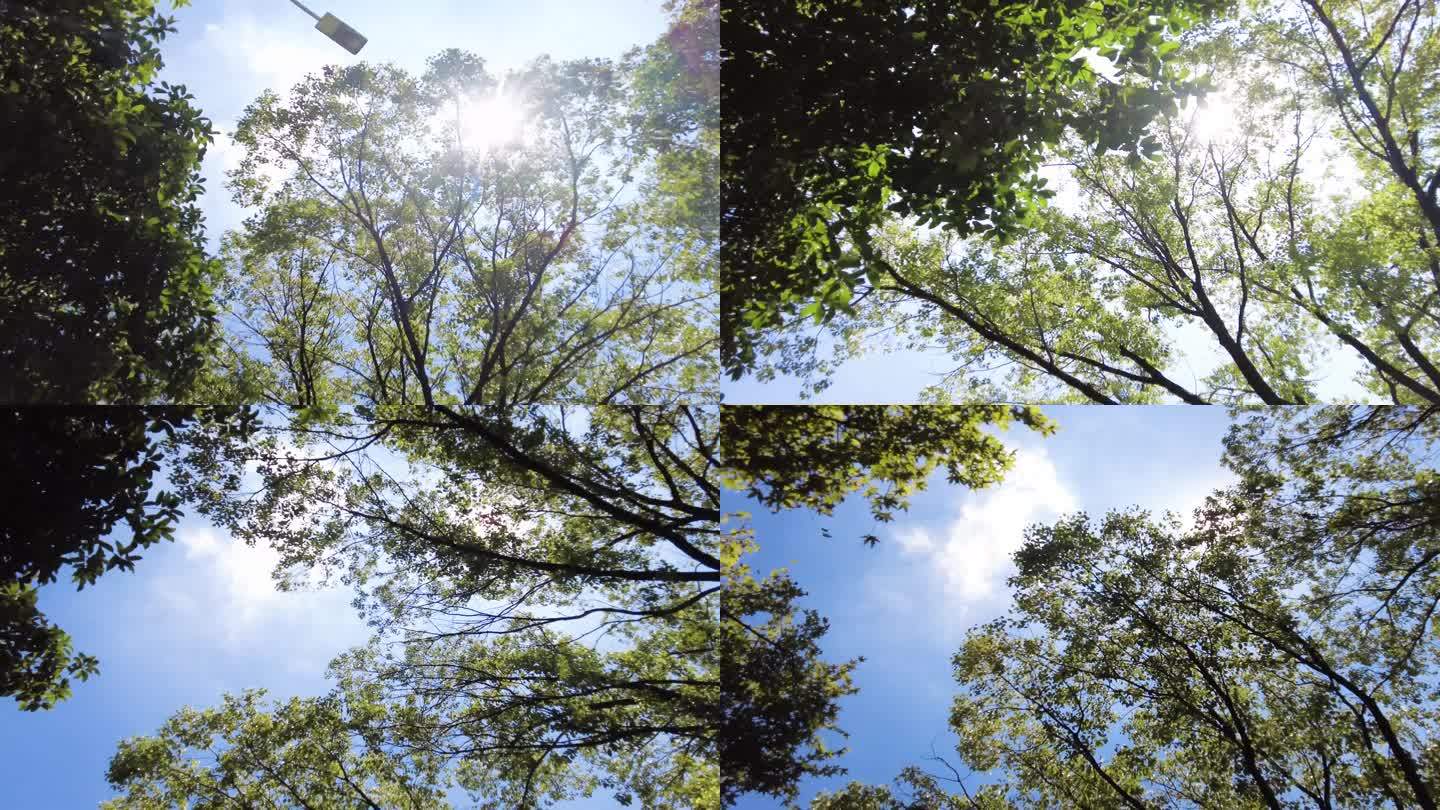 夏天阳光穿过树林树叶子唯美风景视频素材