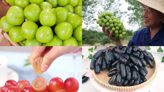 葡萄合集 各种葡萄 水果合集