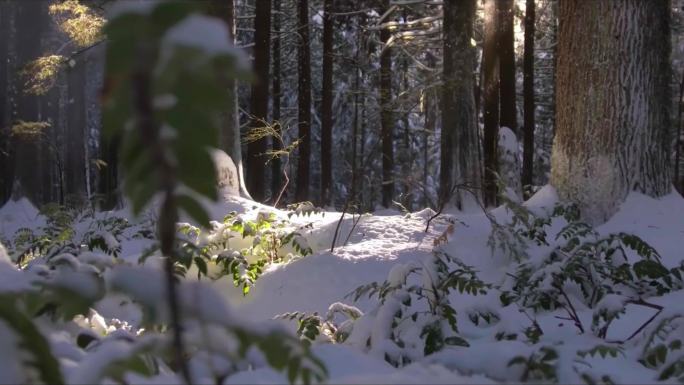 雪融、生长、万物复苏、流水、生命、空镜