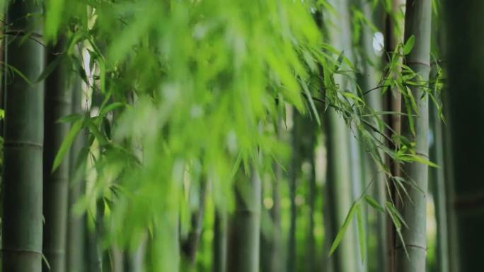 竹林、雨滴、微风、落叶、阳光、流水、光影