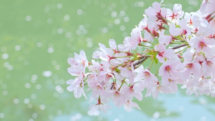 春天樱花唯美空镜