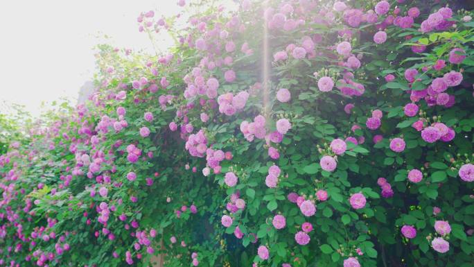 春天盛开的蔷薇花花墙