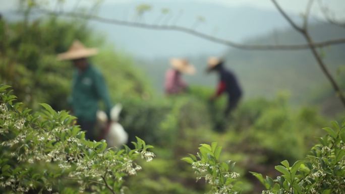 采茶 挑茶 茶园