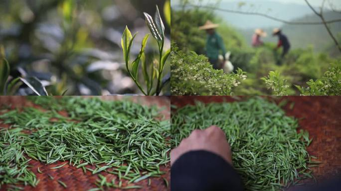 采茶 挑茶 茶园