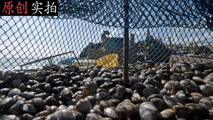 蛤蜊 花甲 贝类养殖捕捞销售