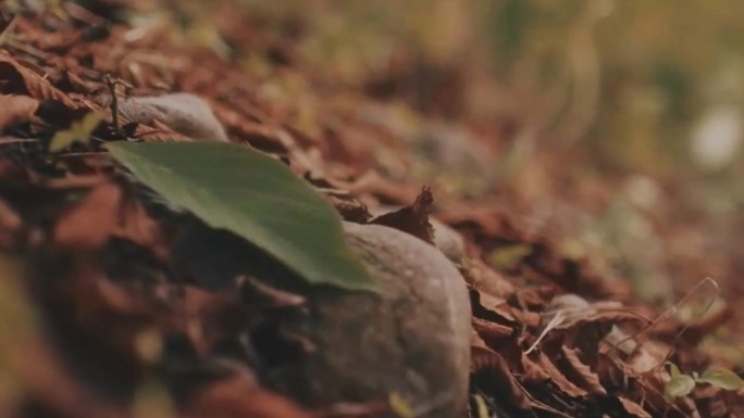 古风、油纸伞、落叶、水滴、屋檐、影视混剪