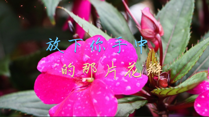 放下你手中的那片花瓣伴奏视频背景