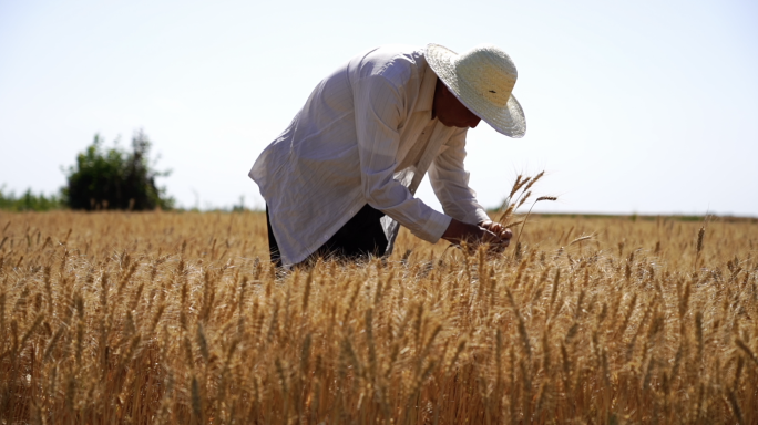 麦收 农民检查麦田