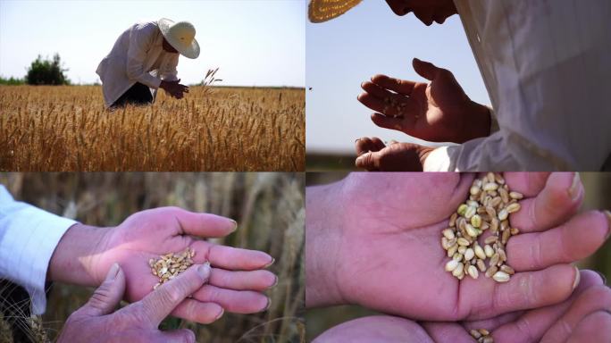 麦收 农民检查麦田