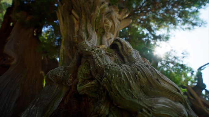 泰山古树名木 泰山生态 汉柏 迎客松