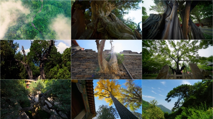 泰山古树名木 泰山生态 汉柏 迎客松