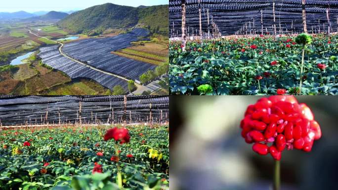 三七花 三七天然种植基地