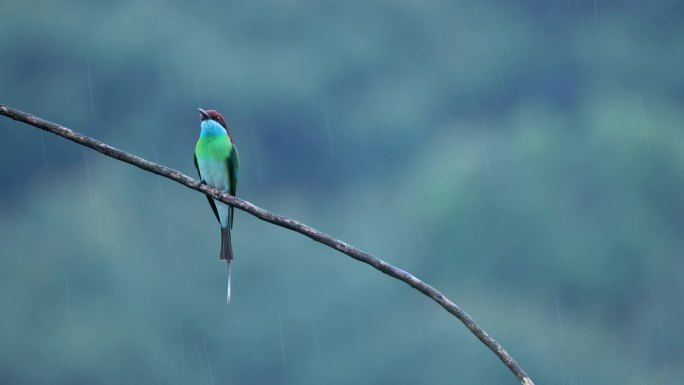 中国最美小鸟蓝喉蜂唬