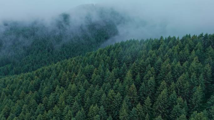 4K雨天森林大自然流水风景树林山水自然山