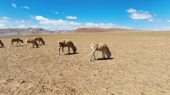 西藏阿里羌塘 可可西里藏羚羊群航拍