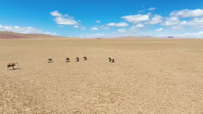 西藏阿里羌塘 可可西里藏羚羊群航拍