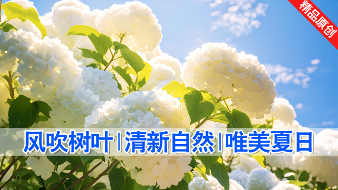 夏至清新唯美空镜 大暑 荷叶 花朵 西瓜