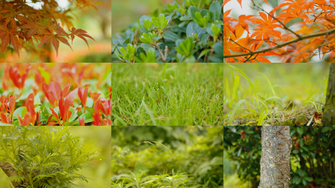 植物空镜