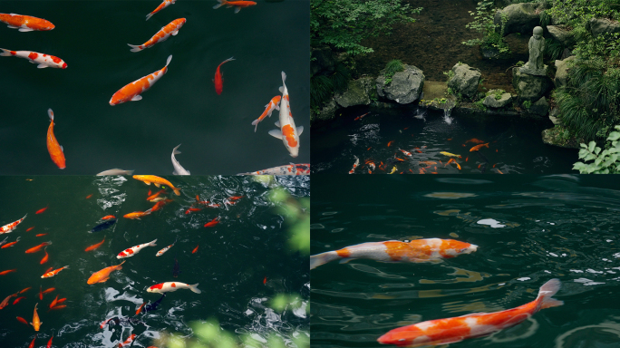 锦鲤金鱼鲤鱼戏水鱼池