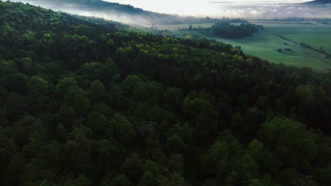日出 晨光 航拍 薄雾 清晨 原始森林