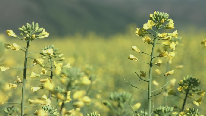 油菜花 蜜蜂采花蜜