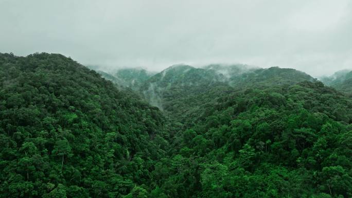 热带雨林山间云雾01