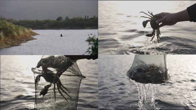 螃蟹、大闸蟹、阳澄湖大闸蟹