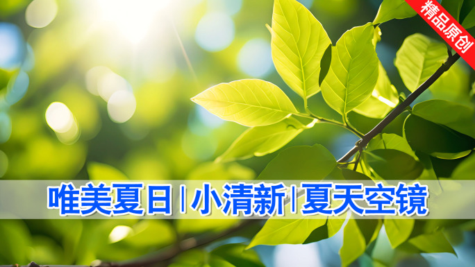 夏至清新唯美空镜泡泡荷花树叶窗帘