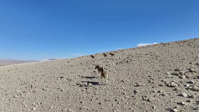 青藏高原 可可西里野生动物航拍